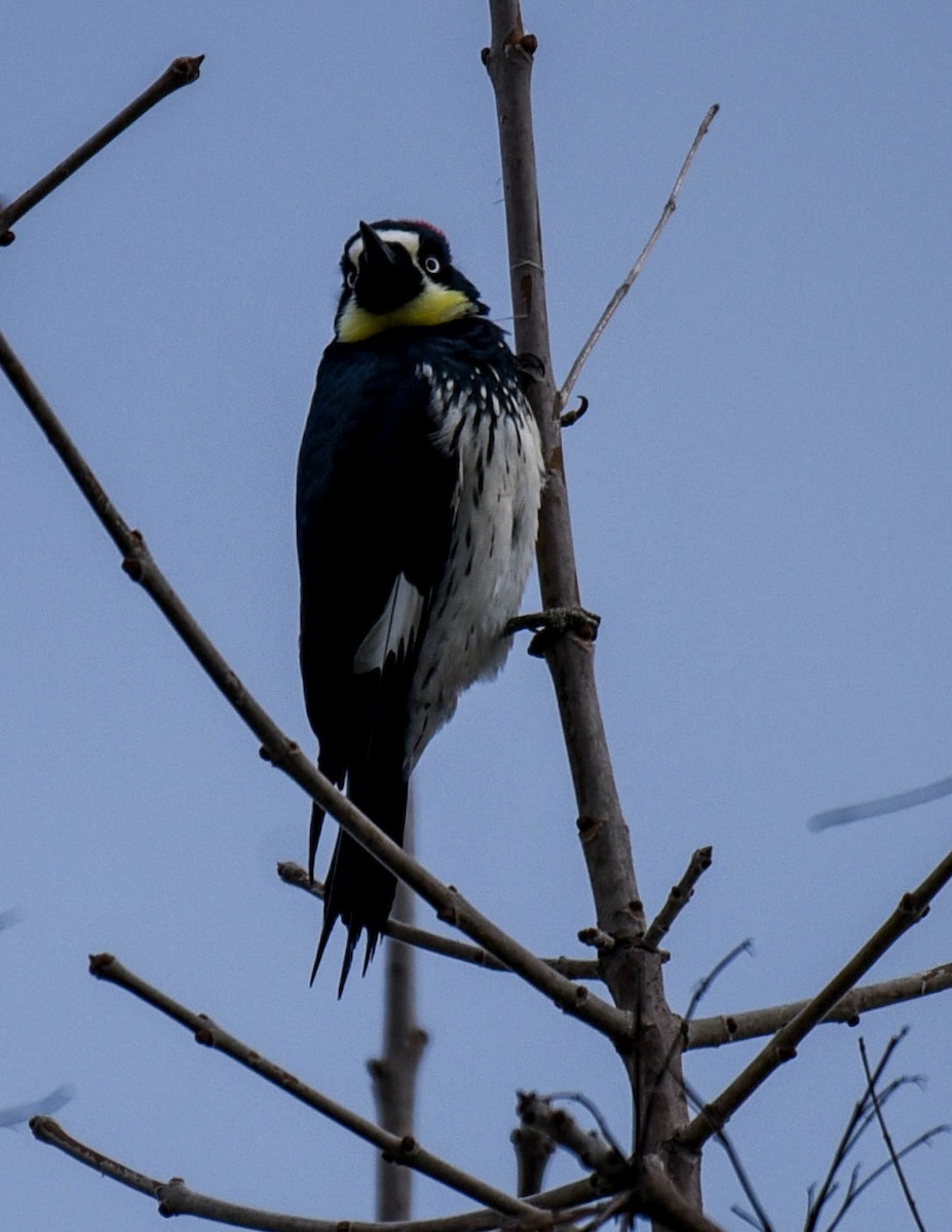 Acorn Woodpecker - virginia rayburn