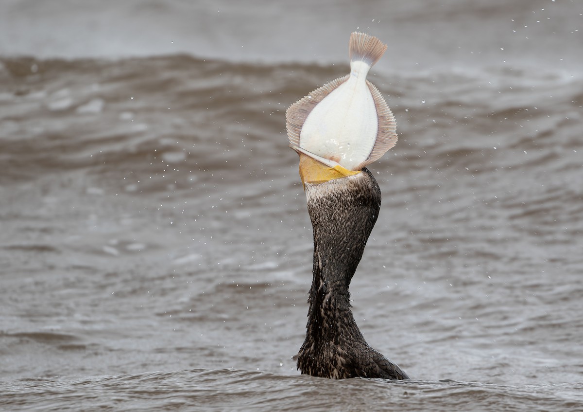 Great Cormorant - ML614880263