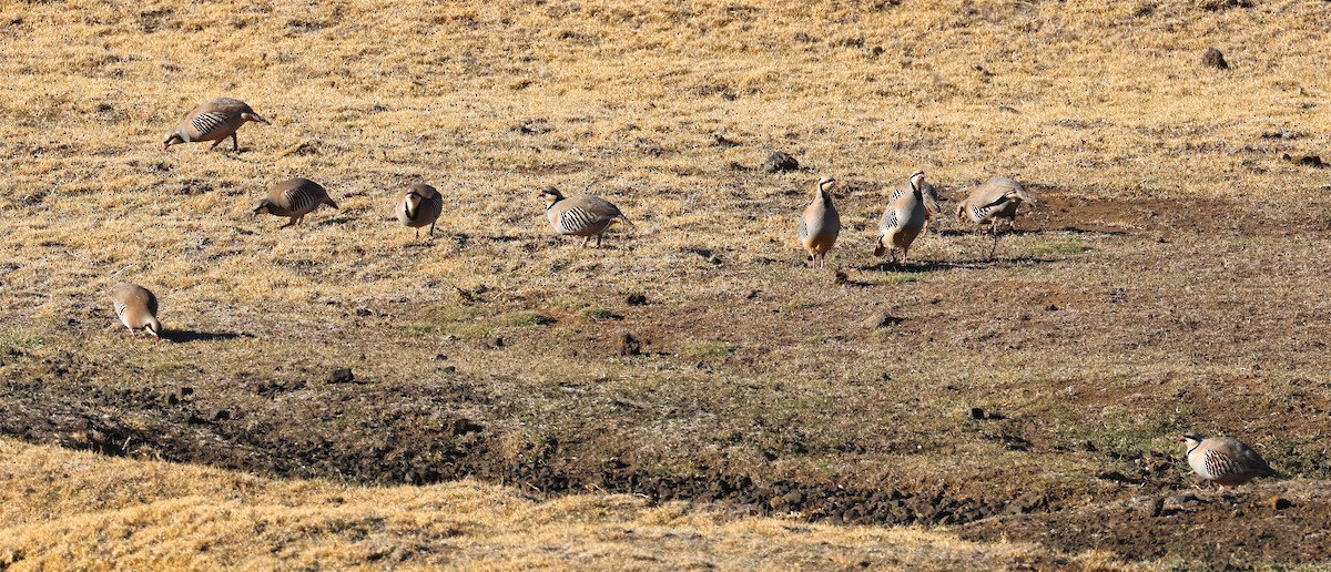 Chukar - ML614880274