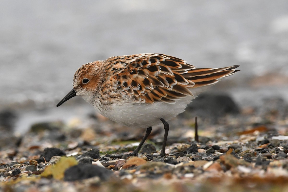 Little Stint - ML614880319