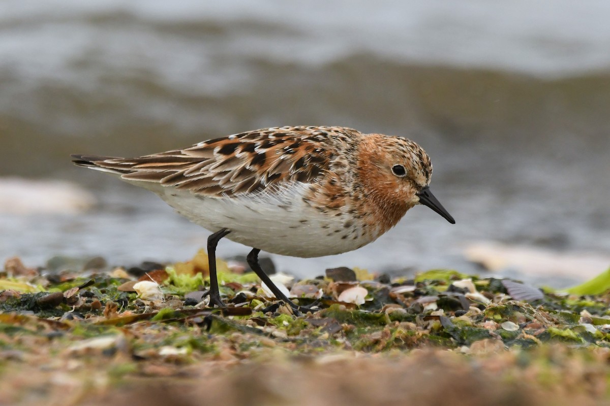 Red-necked Stint - ML614880324