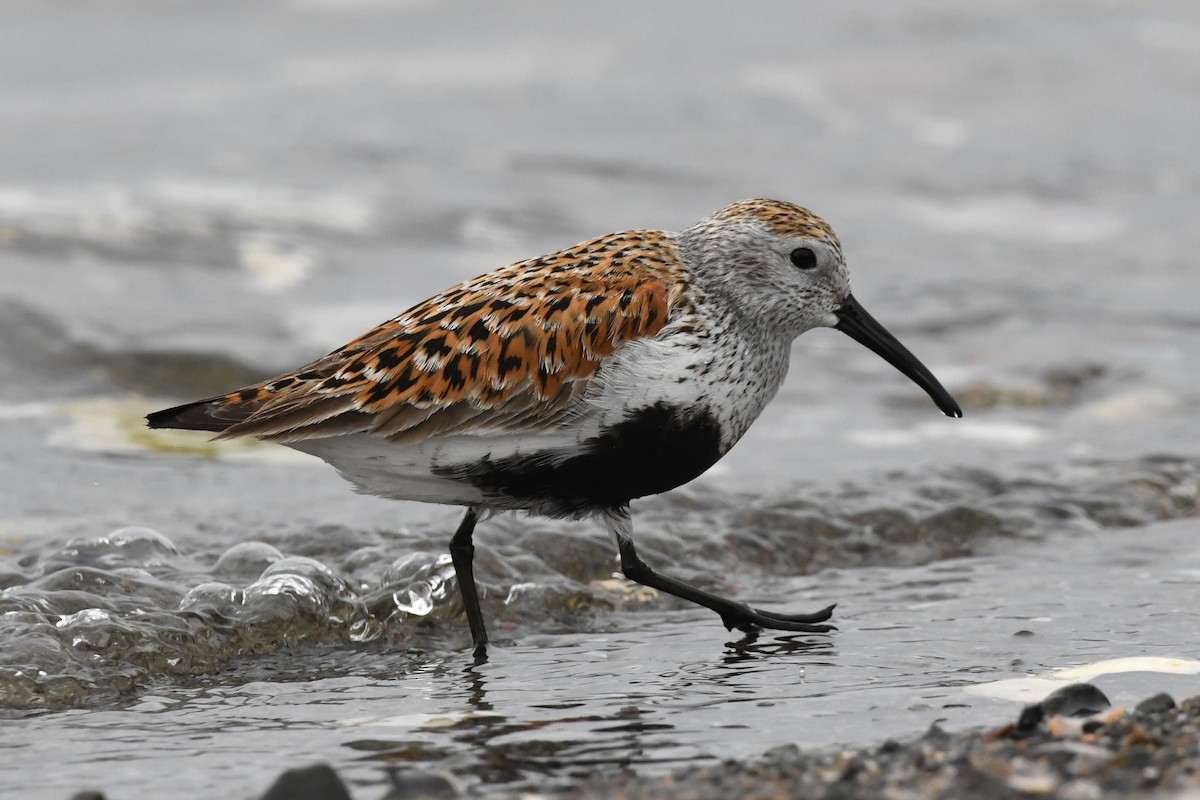 Dunlin - ML614880325