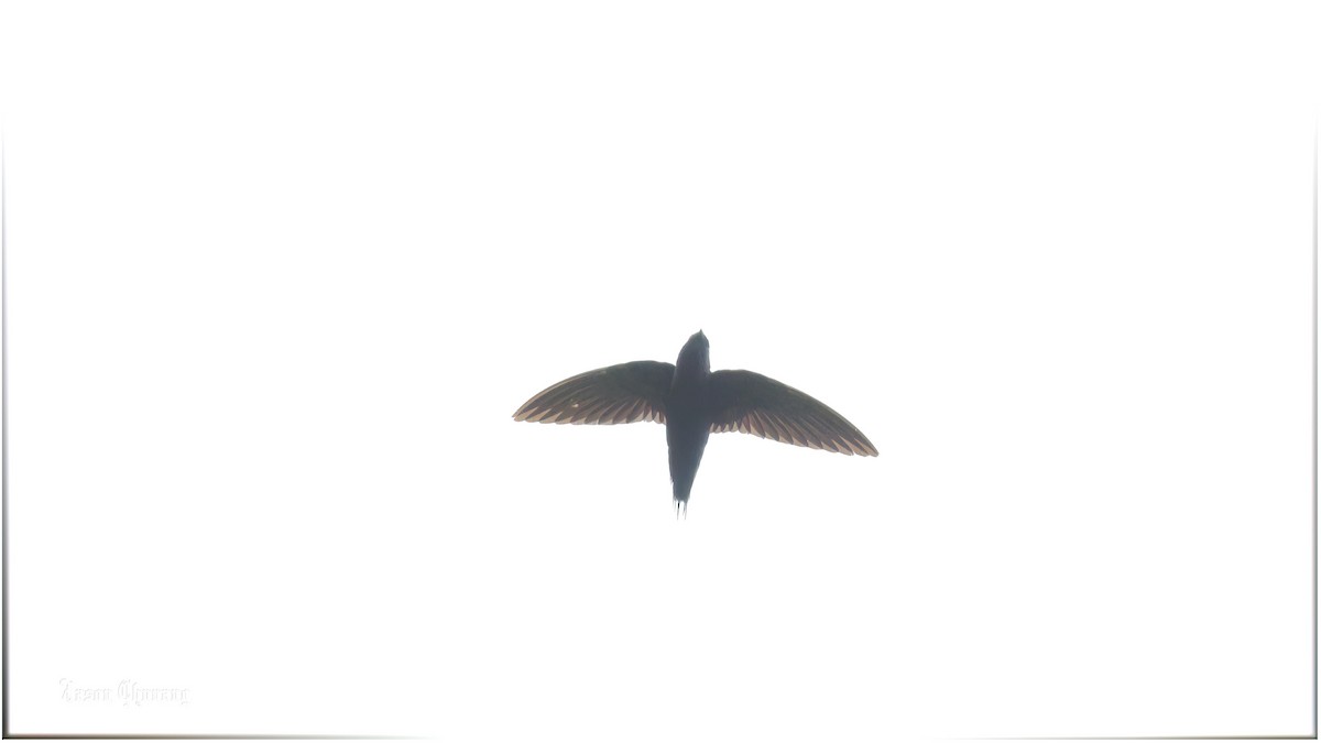 Silver-rumped Spinetail - Joey Tsou