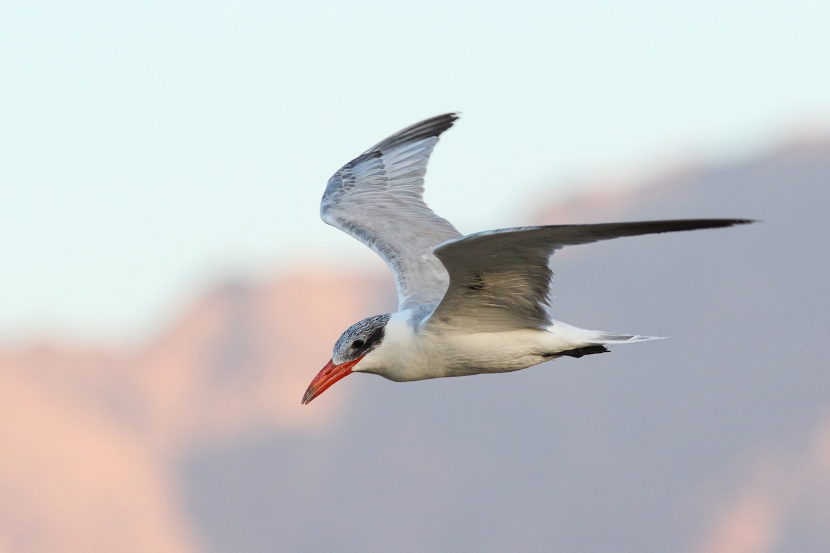 Caspian Tern - ML614880490