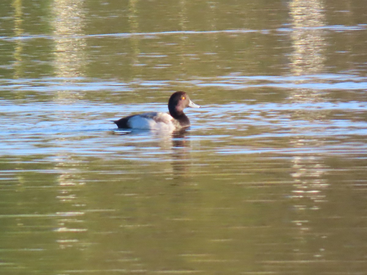 Tufted Duck x Greater Scaup (hybrid) - ML614880500