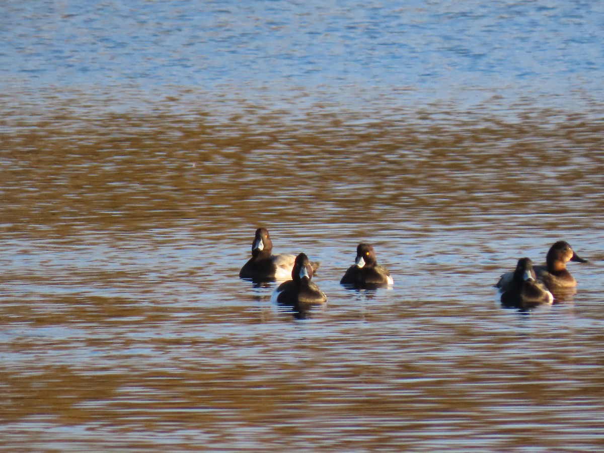 Tufted Duck x Greater Scaup (hybrid) - ML614880501