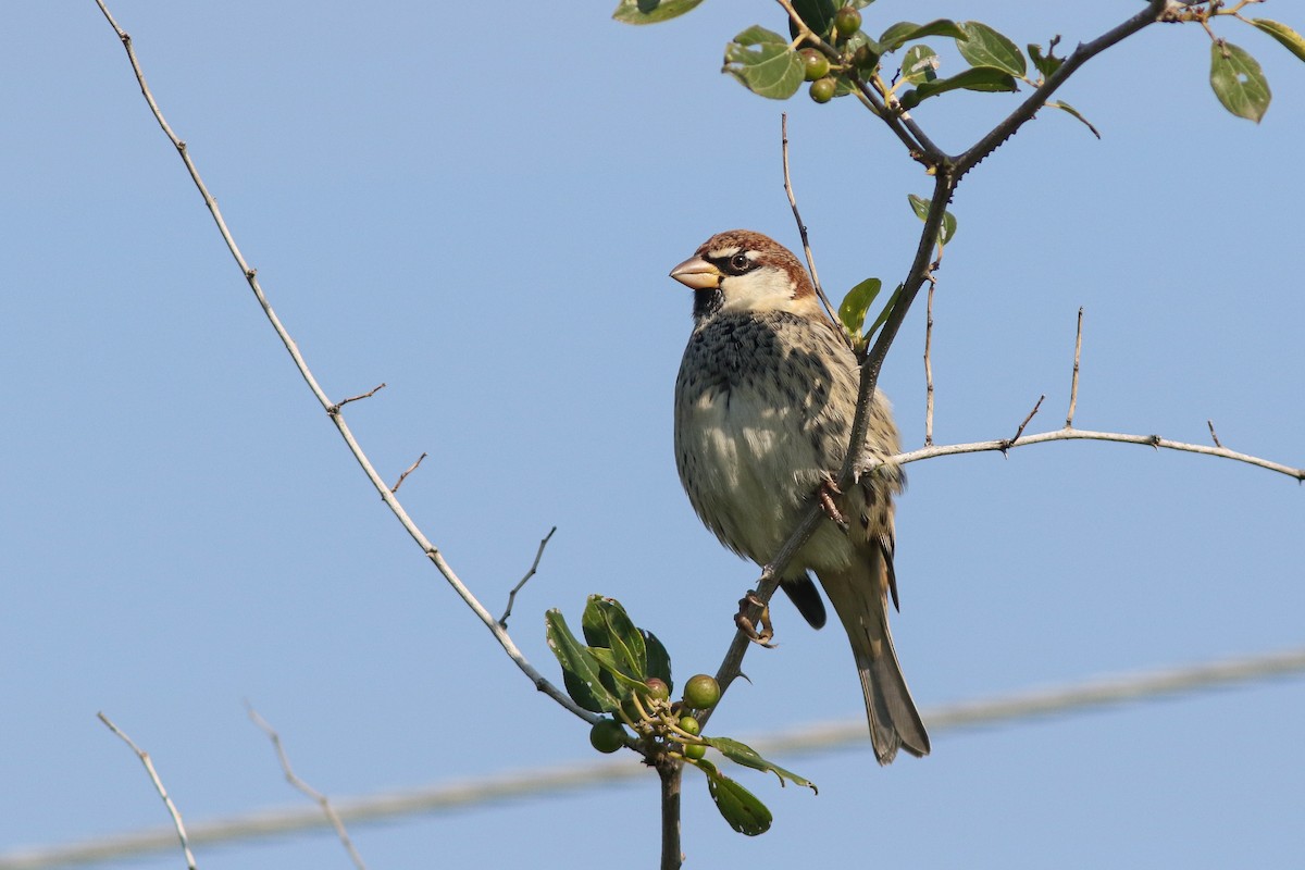 Spanish Sparrow - Amit Goldstein