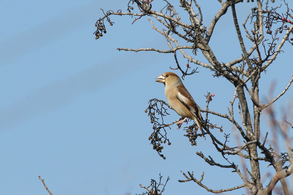 Hawfinch - Amit Goldstein