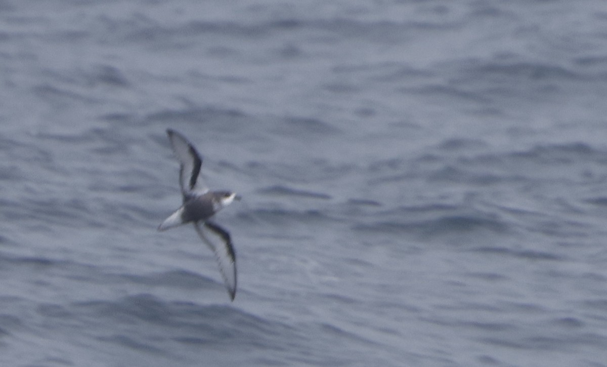 Mottled Petrel - ML614880591