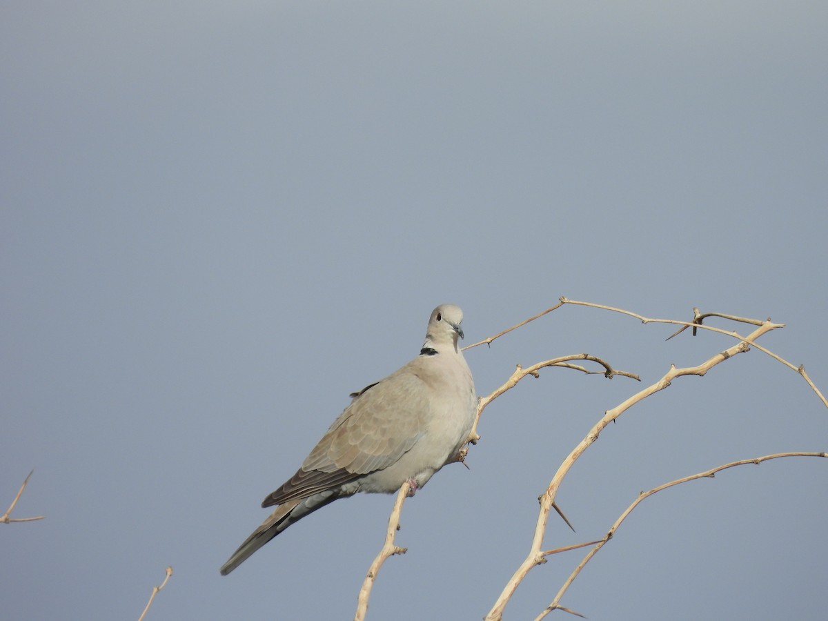 Eurasian Collared-Dove - ML614880597