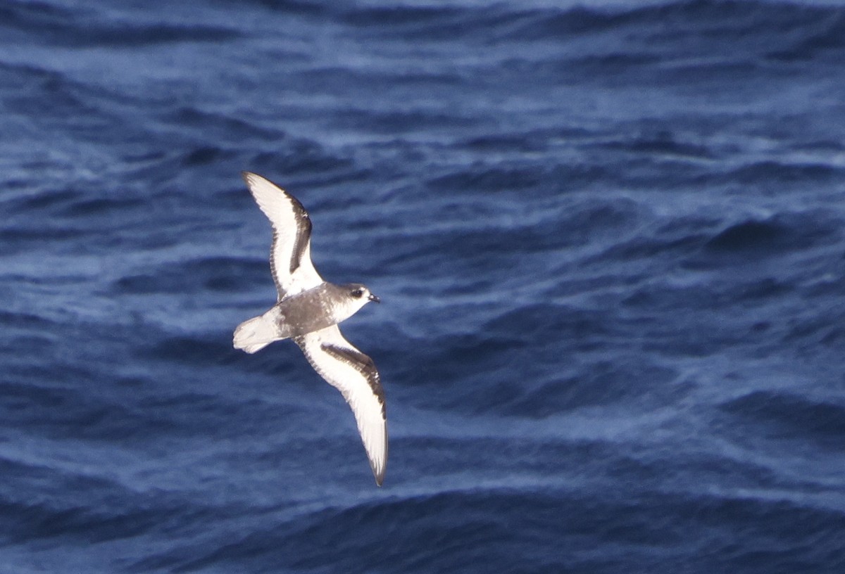 Mottled Petrel - ML614880611