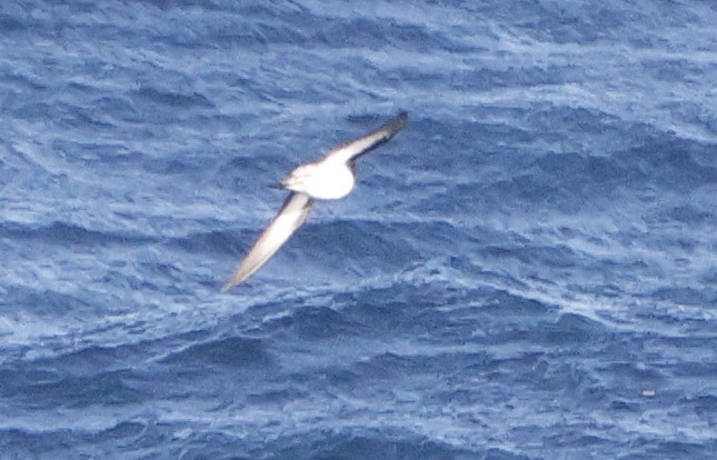 Gray-backed Storm-Petrel - ML614880619