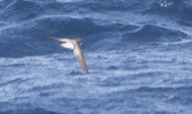 Gray-backed Storm-Petrel - ML614880620