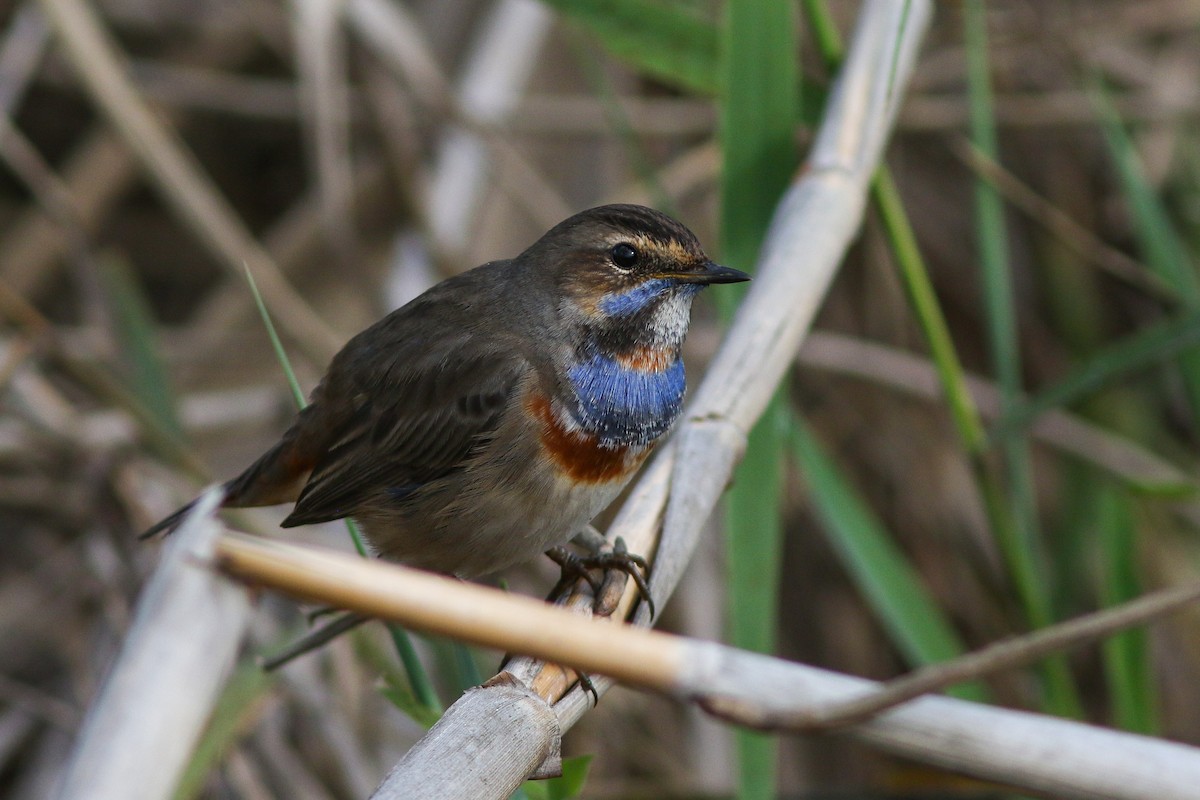 Blaukehlchen - ML614880635