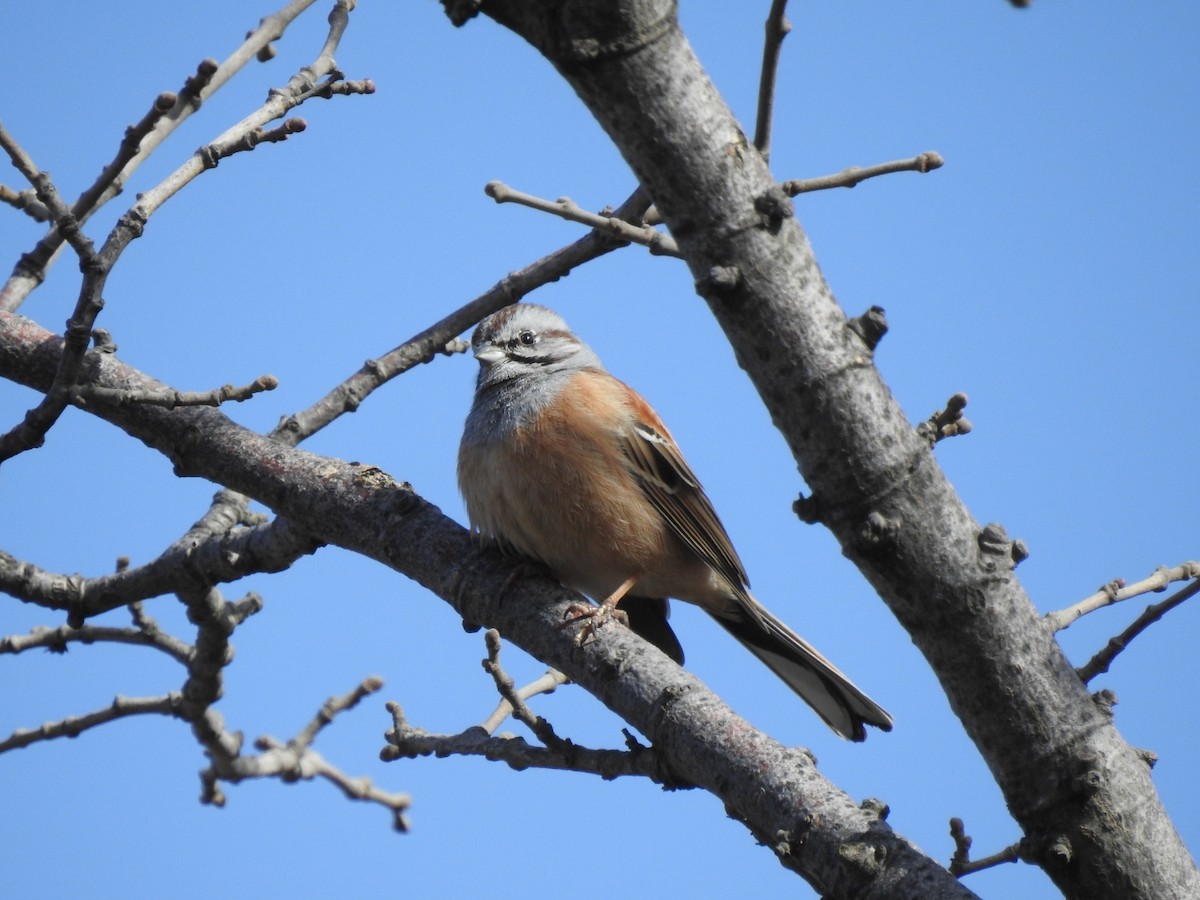 Godlewski's Bunting - Ning Sun