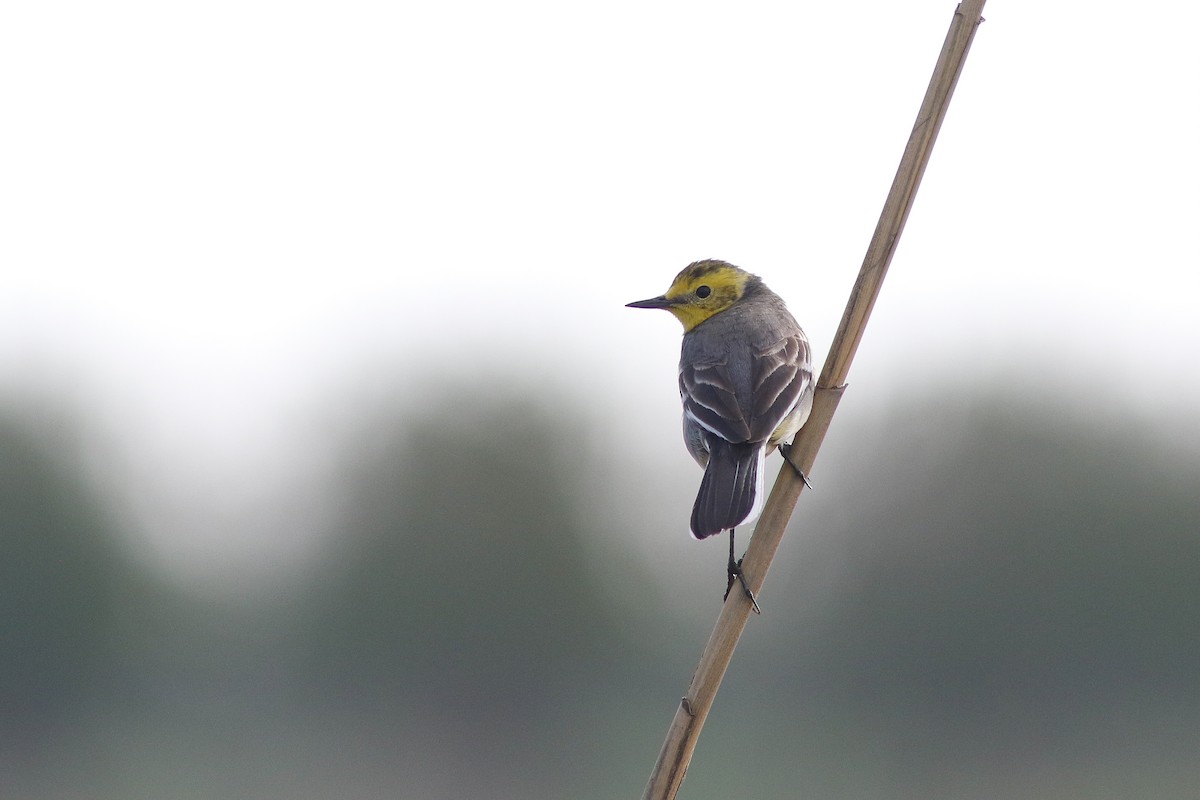 Citrine Wagtail - Amit Goldstein