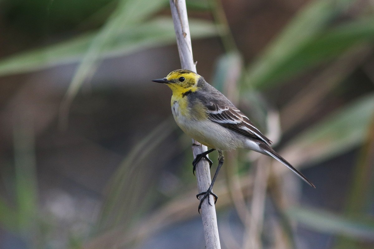 Citrine Wagtail - ML614880653