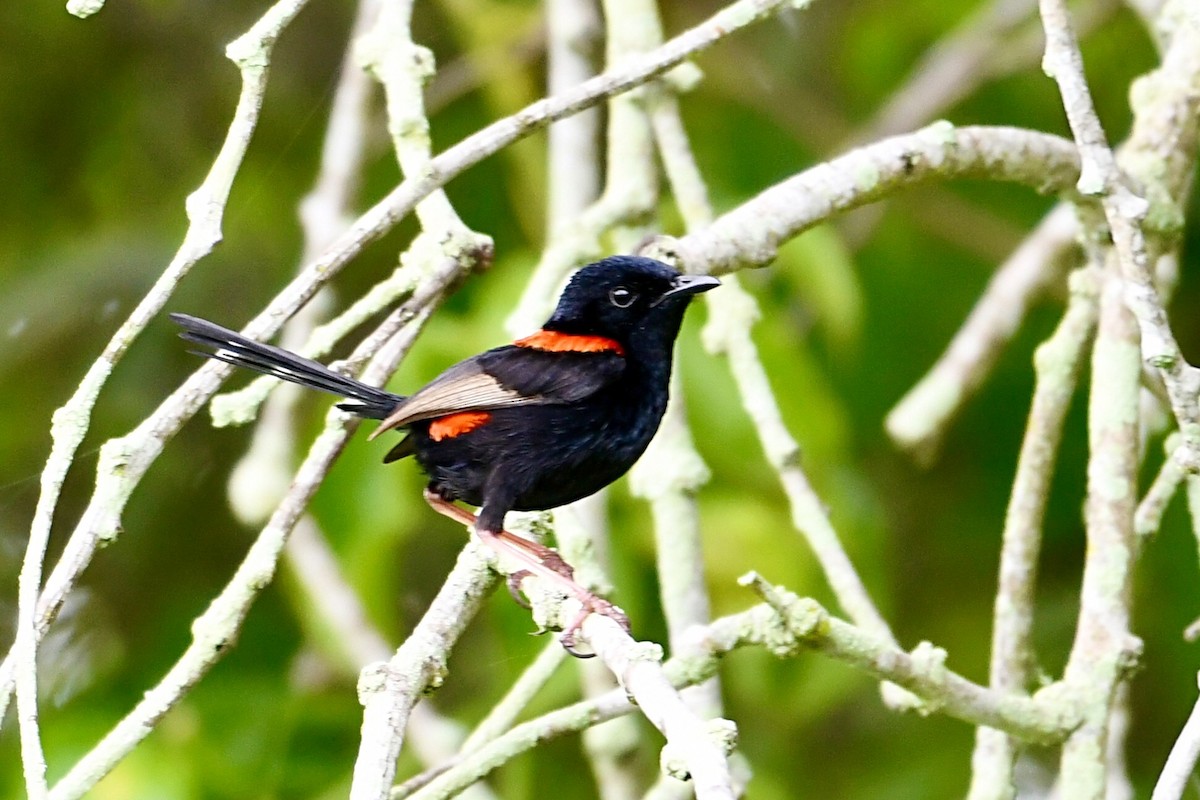 Red-backed Fairywren - John Formosa