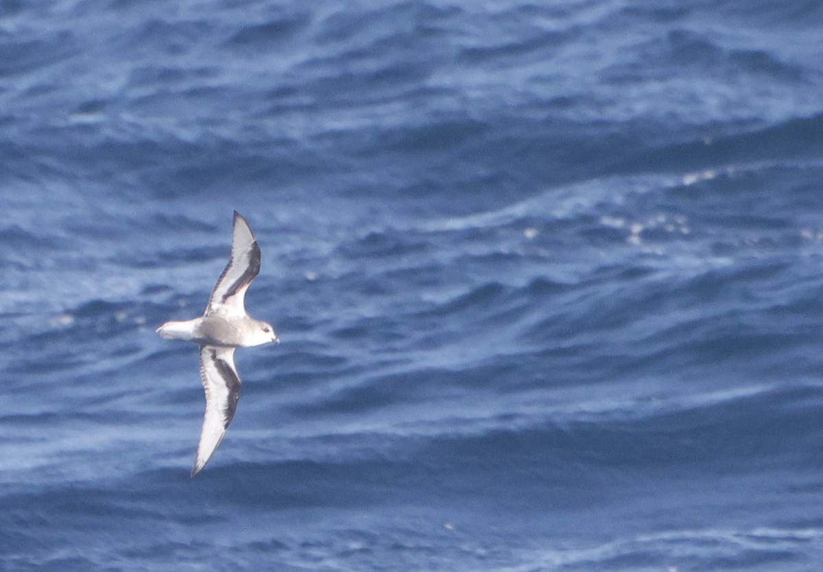 Mottled Petrel - ML614880665