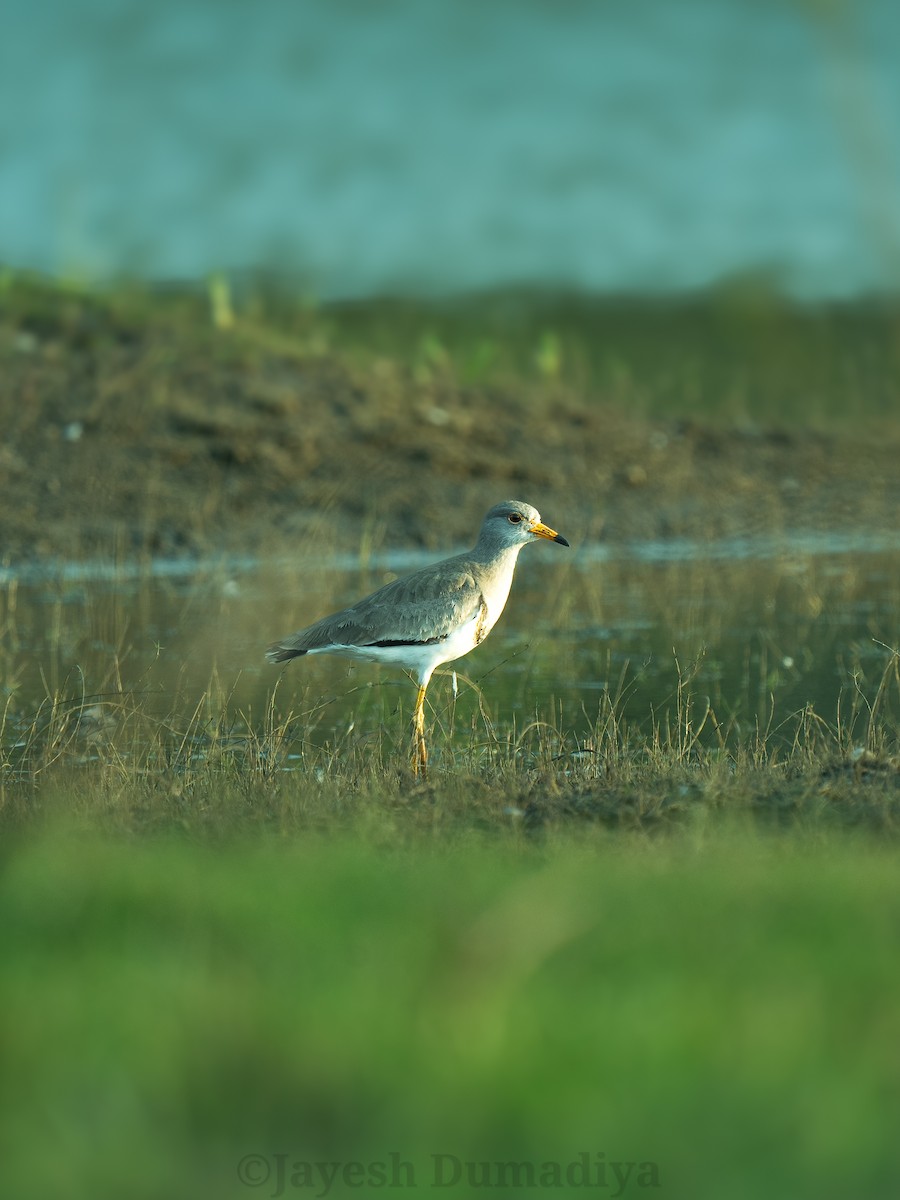 Gray-headed Lapwing - Jayesh Dumadiya