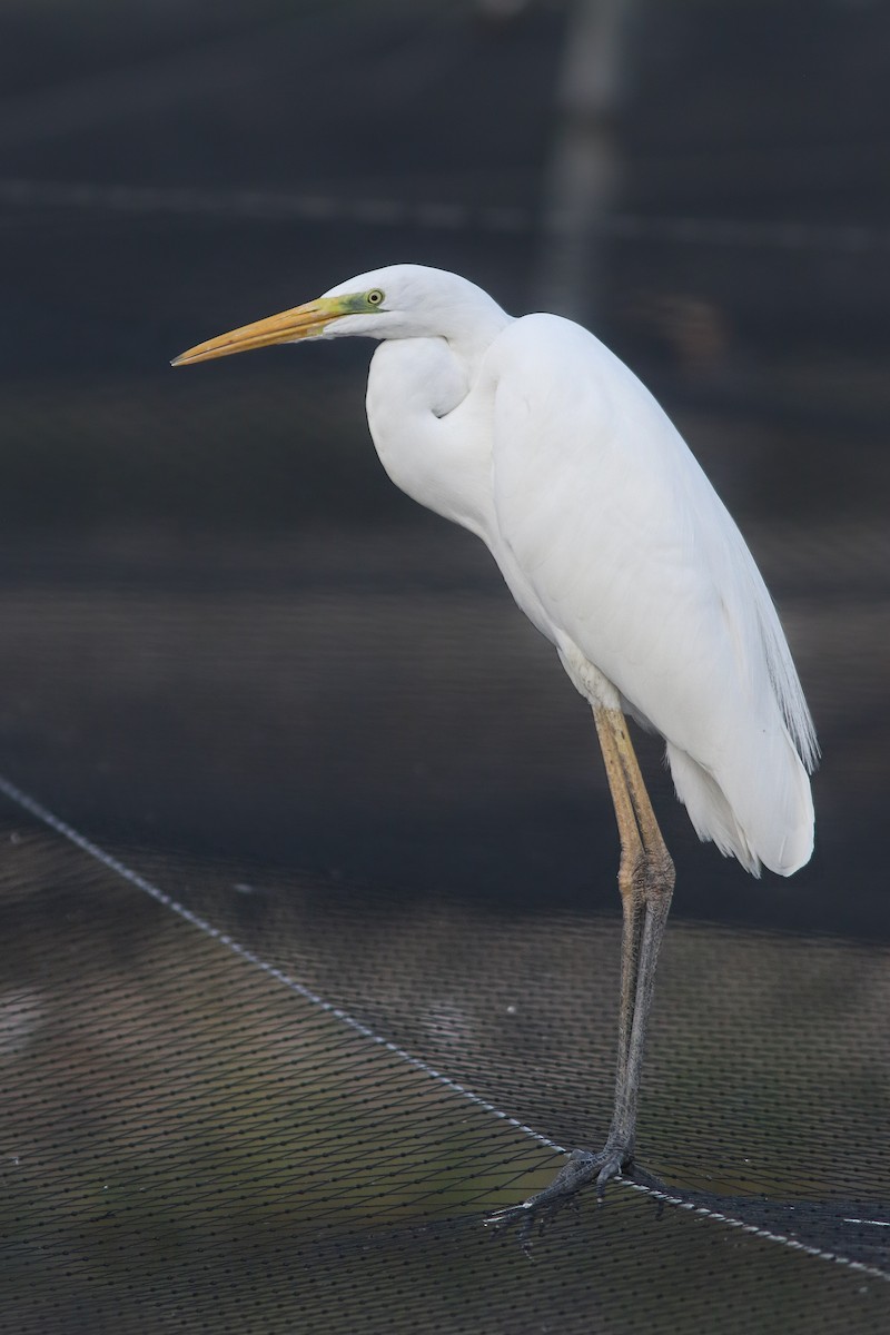 Great Egret - ML614880703