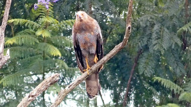 African Harrier-Hawk - ML614880736