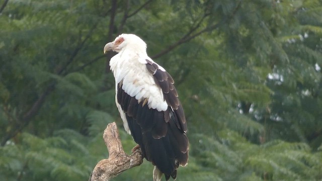 Palm-nut Vulture - ML614880737