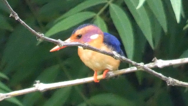 African Pygmy Kingfisher - ML614880746