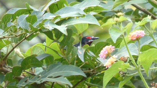 hvitvingepløsøye - ML614880749