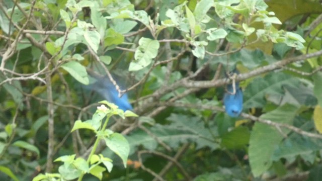 African Blue Flycatcher - ML614880752