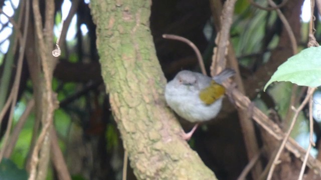 Green-backed Camaroptera - ML614880753