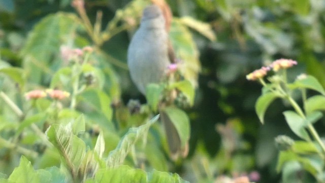 Little Greenbul - ML614880754