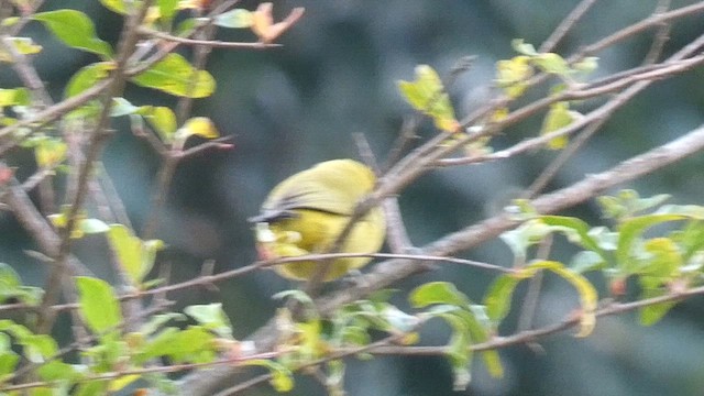 Green White-eye - ML614880756