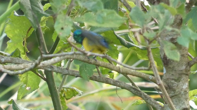 Collared Sunbird - ML614880759