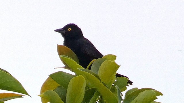 Vieillot's Black Weaver - ML614880762