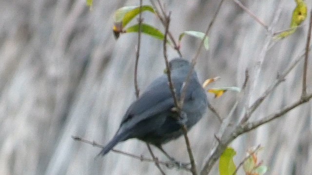 Gray-headed Nigrita - ML614880777