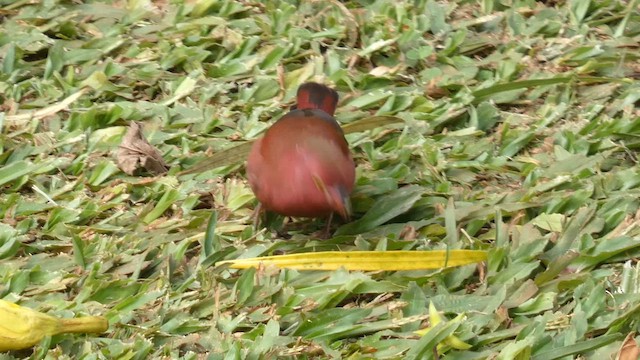 Red-billed Firefinch - ML614880778