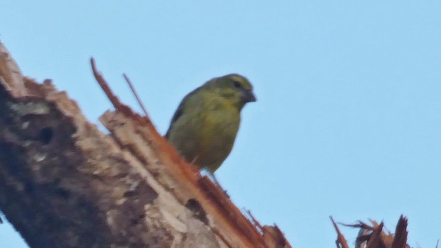 Brimstone Canary - ML614880781