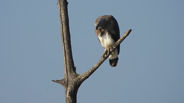 Gray-headed Fish-Eagle - ML614880825