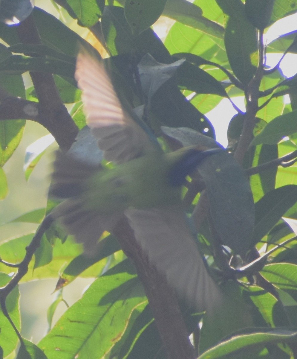 Golden-fronted Leafbird - ML614880830