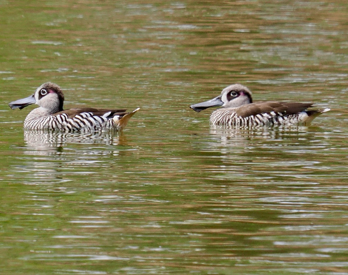 Pink-eared Duck - ML614880851