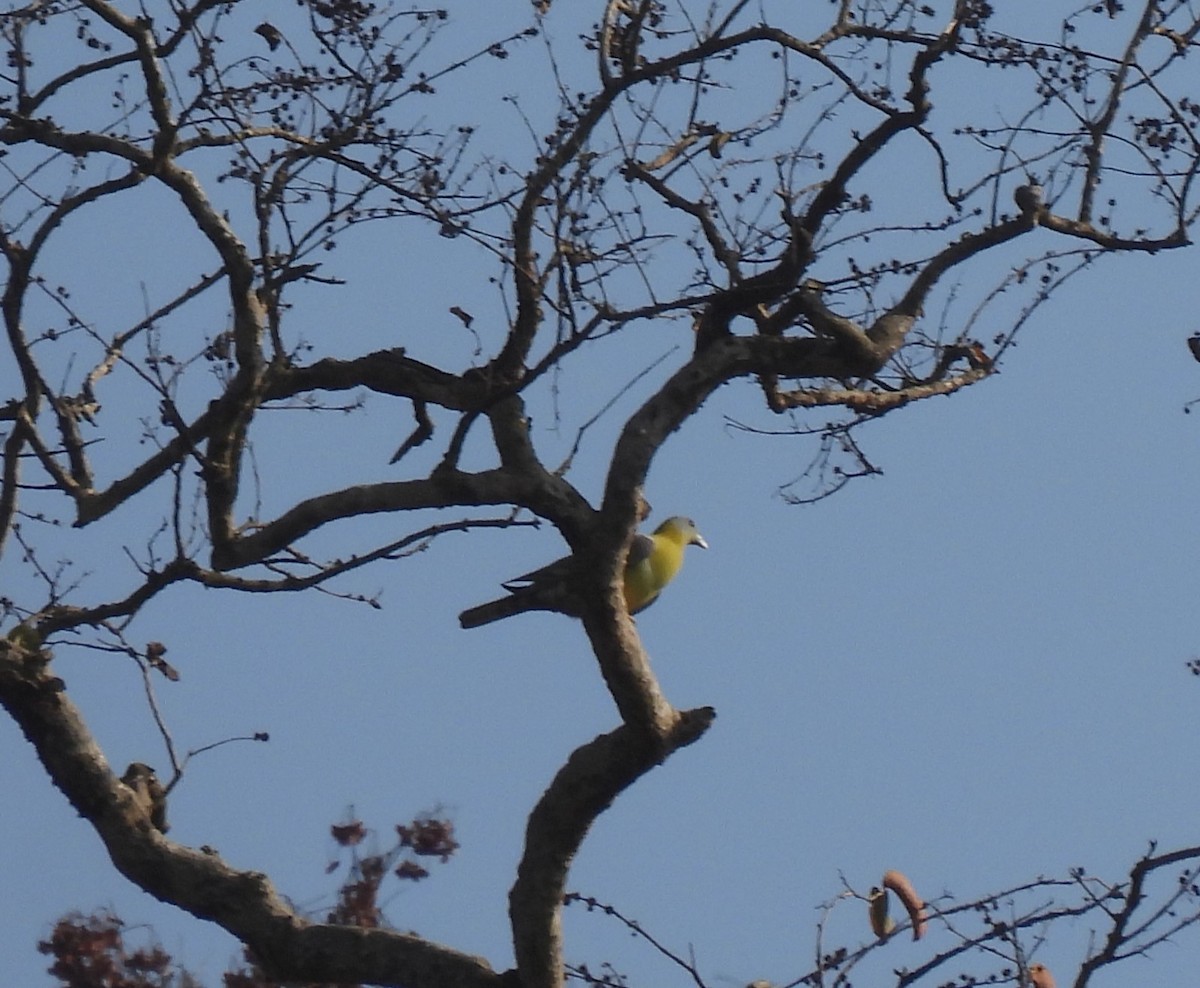Yellow-footed Green-Pigeon - Sahana M