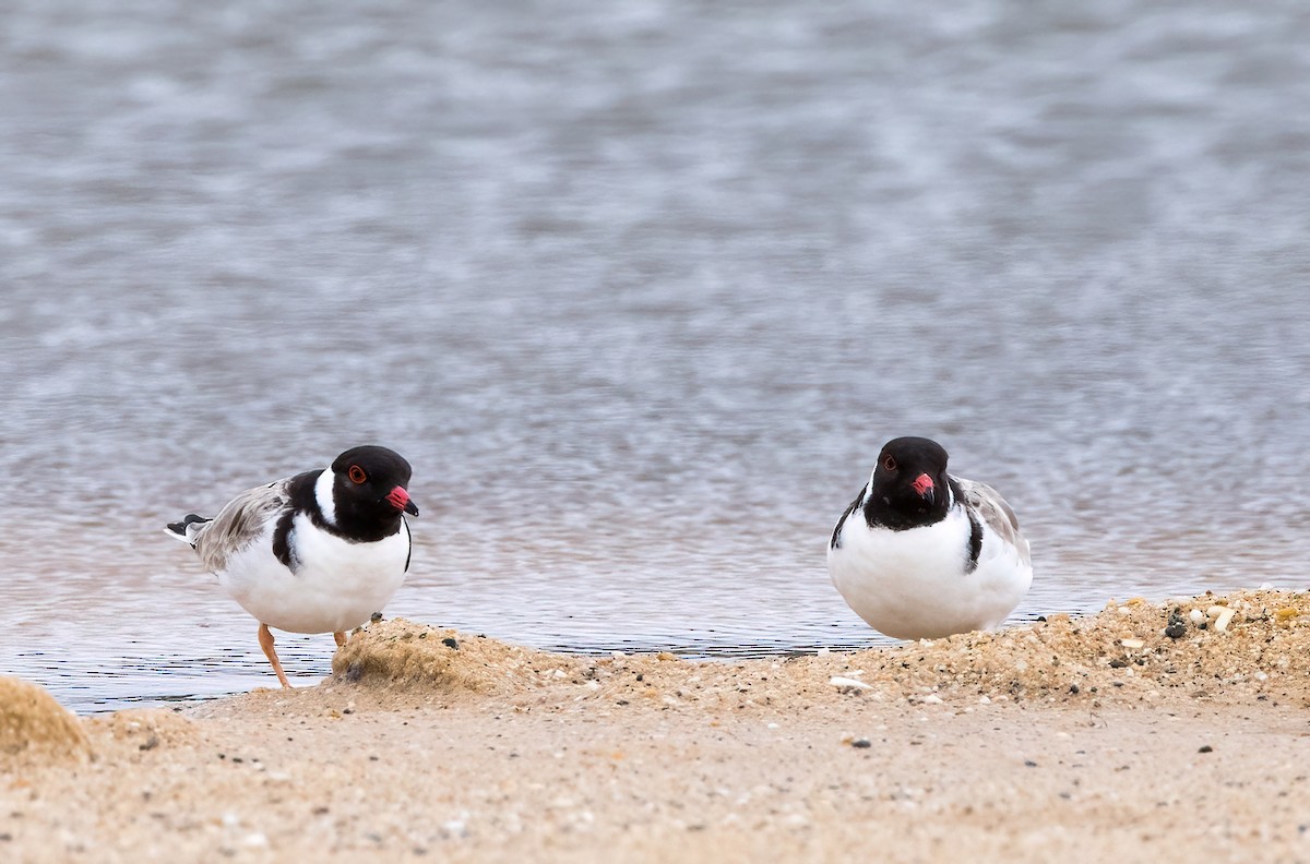 Hooded Plover - ML614880866