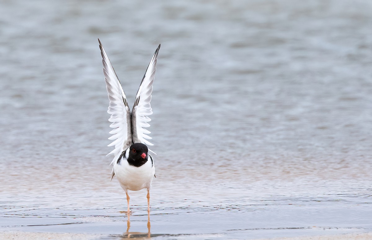 Hooded Plover - ML614880870