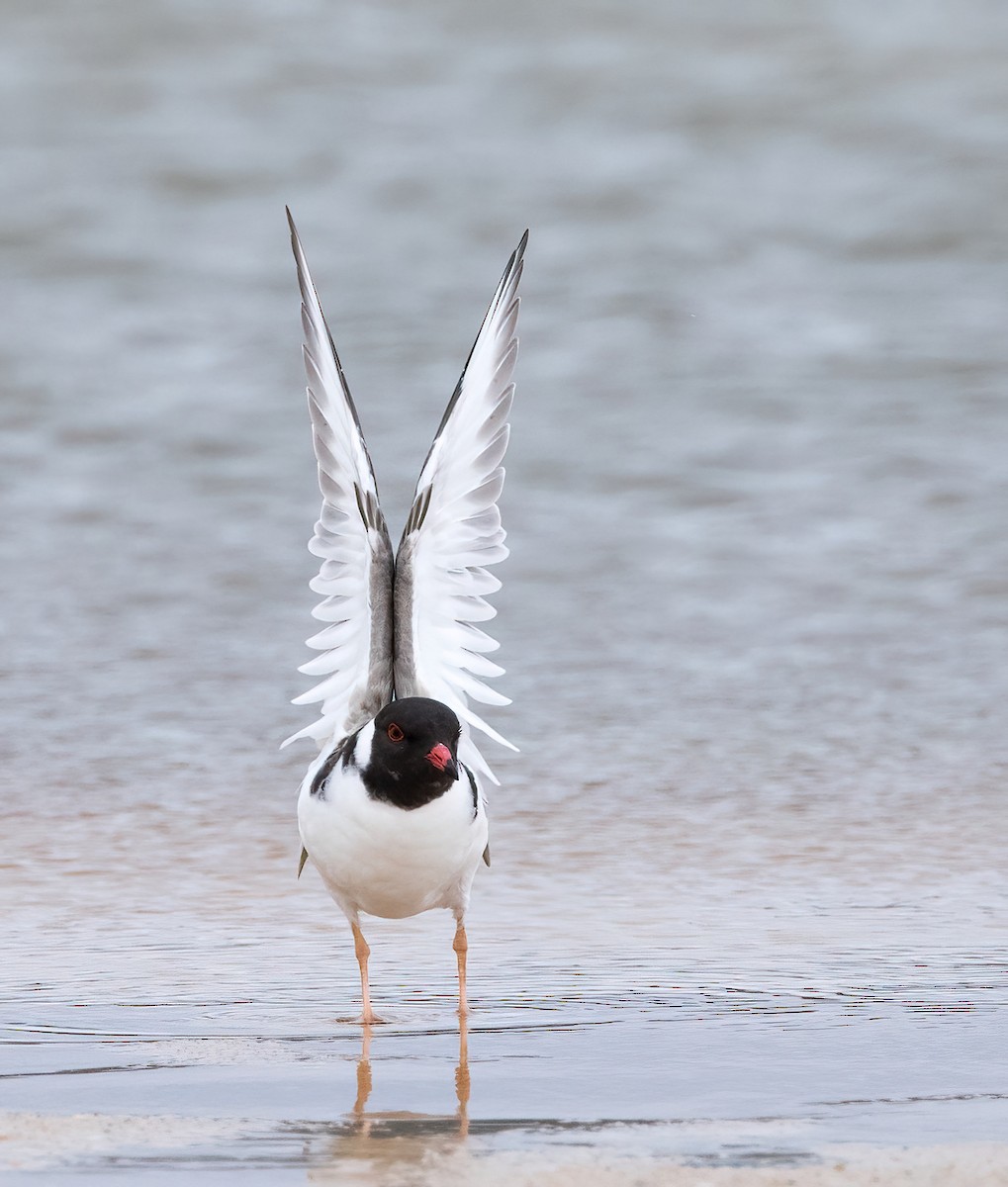 Hooded Plover - ML614880871