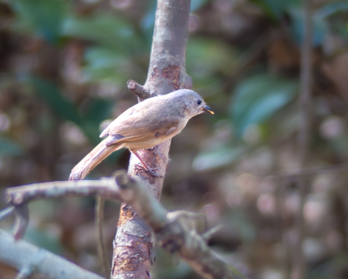 Brown-cheeked Fulvetta - Gopala Krishna Baliga