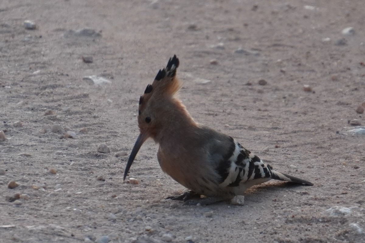 Eurasian Hoopoe - ML614880933