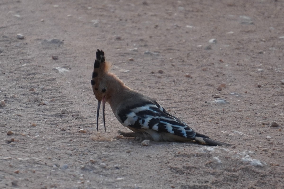 Eurasian Hoopoe - 吳 致謙