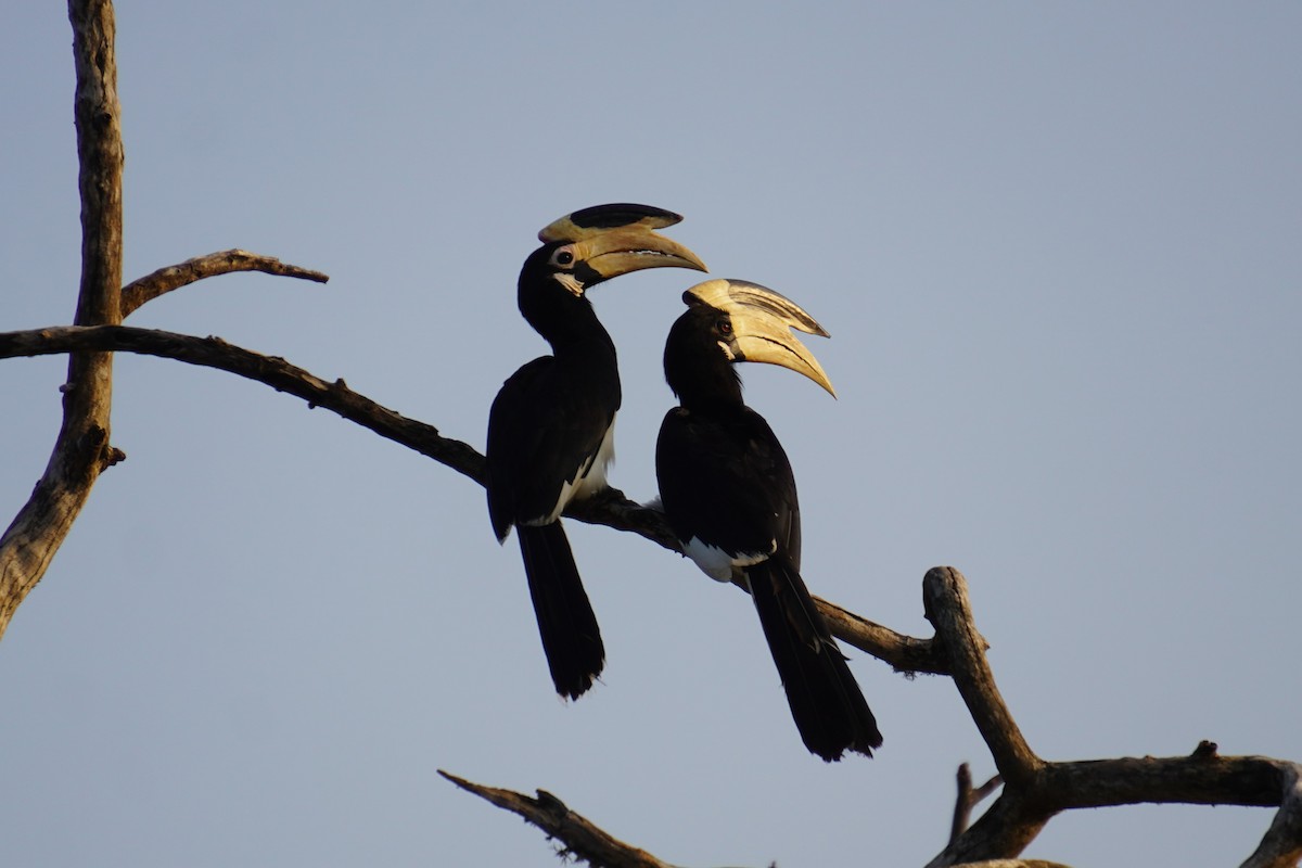 Malabar Pied-Hornbill - ML614880941