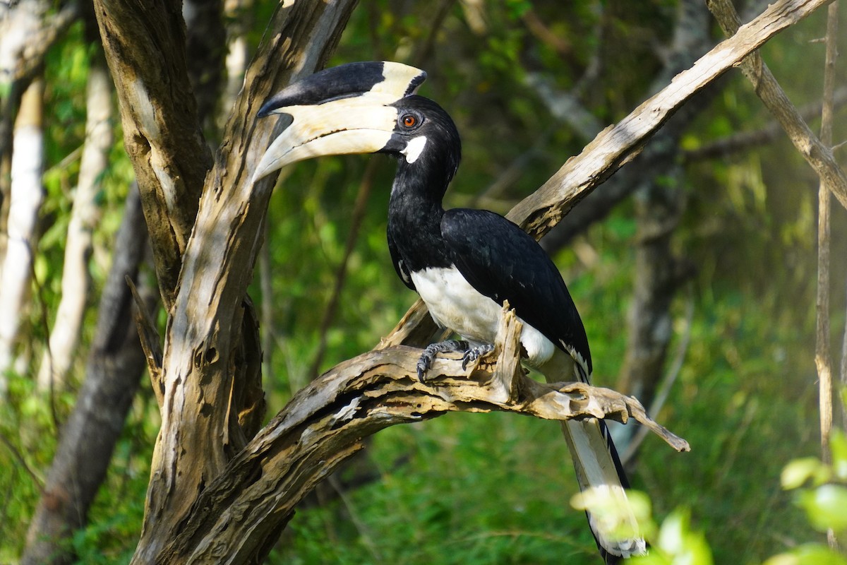 Malabar Pied-Hornbill - ML614880944